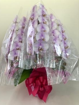 お誕生日のお祝い　胡蝶蘭｜「彩季舎」　（群馬県高崎市の花キューピット加盟店 花屋）のブログ