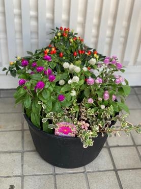 プランター　花壇　植え替え　承ります｜「彩季舎」　（群馬県高崎市の花キューピット加盟店 花屋）のブログ