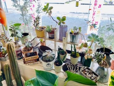 多肉植物！｜「彩季舎」　（群馬県高崎市の花キューピット加盟店 花屋）のブログ