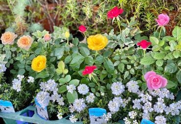  プランター　花壇　植え替え　承ります｜「彩季舎」　（群馬県高崎市の花キューピット加盟店 花屋）のブログ