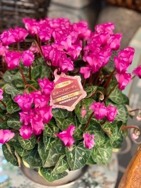 鉢物入荷しました｜「彩季舎」　（群馬県高崎市の花キューピット加盟店 花屋）のブログ