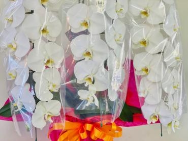 開店祝い 胡蝶蘭 花屋ブログ 群馬県高崎市の花屋 彩季舎にフラワーギフトはお任せください 当店は 安心と信頼の花キューピット加盟店です 花キューピットタウン