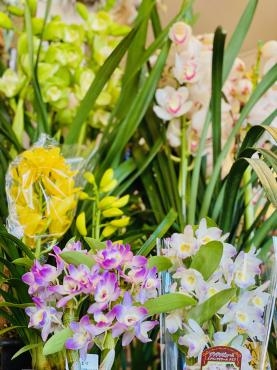 花鉢　いろいろ｜「彩季舎」　（群馬県高崎市の花キューピット加盟店 花屋）のブログ