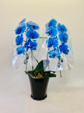 お祝い　青い胡蝶蘭｜「彩季舎」　（群馬県高崎市の花キューピット加盟店 花屋）のブログ