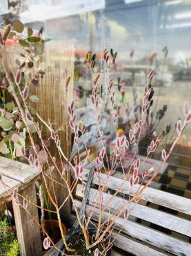 「趣味の園芸」｜「彩季舎」　（群馬県高崎市の花キューピット加盟店 花屋）のブログ