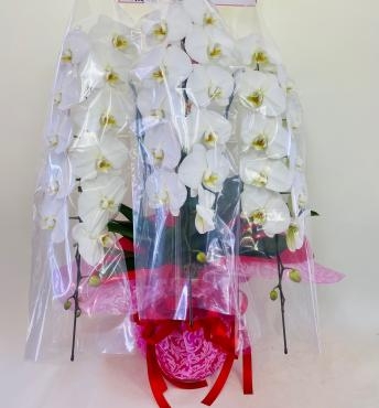 卒寿　お祝い胡蝶蘭　｜「彩季舎」　（群馬県高崎市の花キューピット加盟店 花屋）のブログ