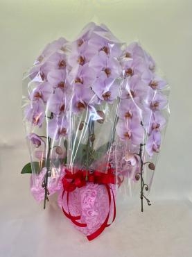 ピンクの胡蝶蘭｜「彩季舎」　（群馬県高崎市の花キューピット加盟店 花屋）のブログ