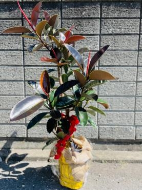 開店祝い　観葉植物｜「彩季舎」　（群馬県高崎市の花キューピット加盟店 花屋）のブログ
