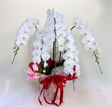 ご就任祝い　胡蝶蘭｜「彩季舎」　（群馬県高崎市の花キューピット加盟店 花屋）のブログ