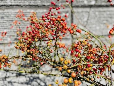秋の実物　野ばら｜「彩季舎」　（群馬県高崎市の花キューピット加盟店 花屋）のブログ