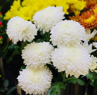 「サイレント」｜「彩季舎」　（群馬県高崎市の花キューピット加盟店 花屋）のブログ