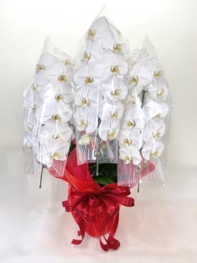 ひとつ上の花贈り｜「彩季舎」　（群馬県高崎市の花キューピット加盟店 花屋）のブログ