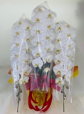 周年祝い　胡蝶蘭｜「彩季舎」　（群馬県高崎市の花キューピット加盟店 花屋）のブログ
