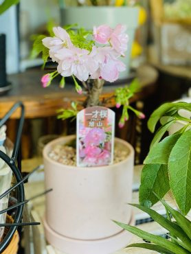 お家でお花見！｜「彩季舎」　（群馬県高崎市の花キューピット加盟店 花屋）のブログ