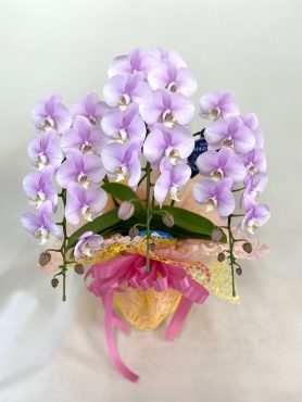 ミディ胡蝶蘭「彩季舎」（群馬県高崎市の花屋）のギャラリー写真