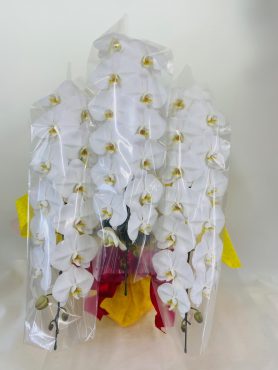 安心の贈り物「彩季舎」（群馬県高崎市の花屋）のギャラリー写真