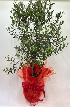 幸せを運ぶ木｜「彩季舎」　（群馬県高崎市の花キューピット加盟店 花屋）のブログ