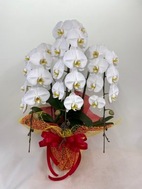 お祝い　胡蝶蘭｜「彩季舎」　（群馬県高崎市の花キューピット加盟店 花屋）のブログ