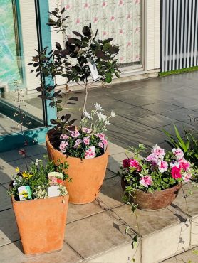 プランター　花壇　植え替え　承ります「彩季舎」（群馬県高崎市の花屋）のギャラリー写真