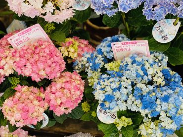 島根県オリジナルアジサイ|「彩季舎」　（群馬県高崎市の花屋）のブログ
