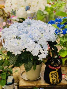 あじさい「レイ」　ブルー｜「彩季舎」　（群馬県高崎市の花キューピット加盟店 花屋）のブログ