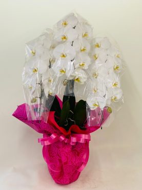 ご就任祝い　胡蝶蘭｜「彩季舎」　（群馬県高崎市の花キューピット加盟店 花屋）のブログ