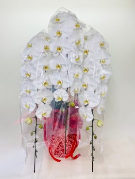 開店祝いに胡蝶蘭｜「彩季舎」　（群馬県高崎市の花キューピット加盟店 花屋）のブログ