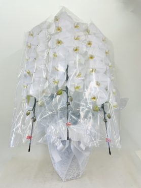 お盆に贈る胡蝶蘭｜「彩季舎」　（群馬県高崎市の花キューピット加盟店 花屋）のブログ