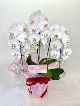 お誕生祝いに胡蝶蘭｜「彩季舎」　（群馬県高崎市の花キューピット加盟店 花屋）のブログ