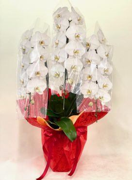 開店祝いに胡蝶蘭｜「彩季舎」　（群馬県高崎市の花キューピット加盟店 花屋）のブログ