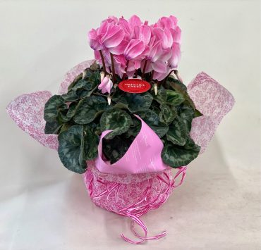ご入籍祝いにシクラメン｜「彩季舎」　（群馬県高崎市の花キューピット加盟店 花屋）のブログ