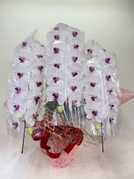 当選祈念　胡蝶蘭　赤リップ｜「彩季舎」　（群馬県高崎市の花キューピット加盟店 花屋）のブログ