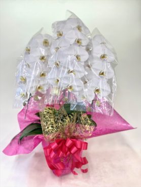 選挙の当選祝いに胡蝶蘭｜「彩季舎」　（群馬県高崎市の花キューピット加盟店 花屋）のブログ