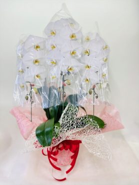 お礼に胡蝶蘭｜「彩季舎」　（群馬県高崎市の花キューピット加盟店 花屋）のブログ